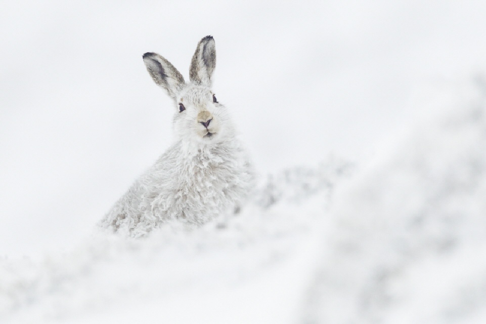 Tiere